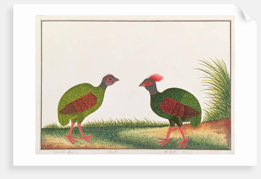 Crested Wood-partridge, Hen and Cock by School Chinese