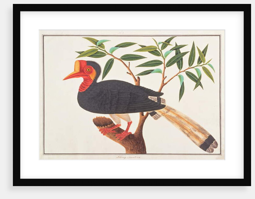 Helmeted Hornbill by School Chinese