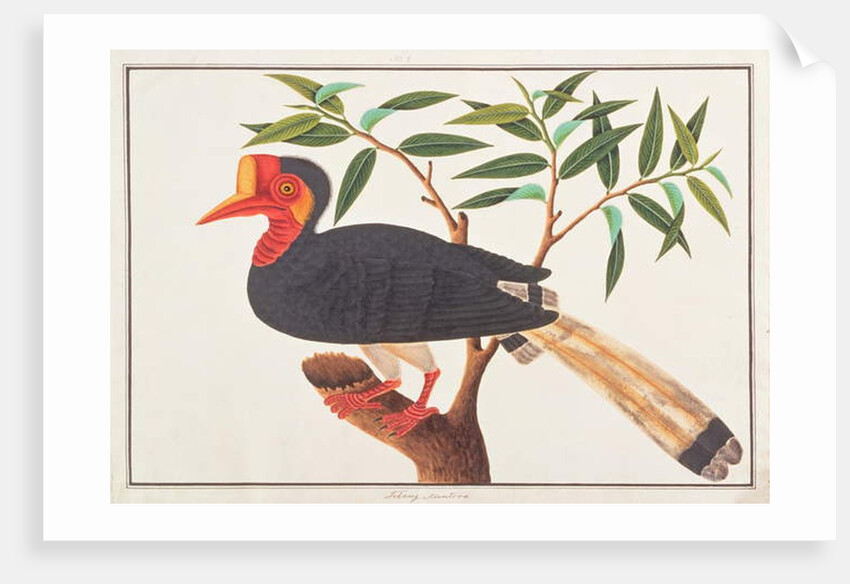 Helmeted Hornbill by School Chinese