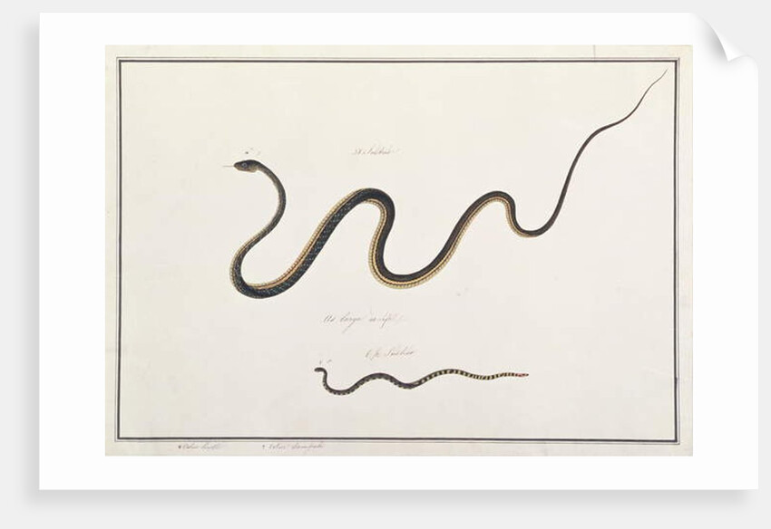 Painted Bronzeback with Banded Malayan Coral Snake by School Chinese