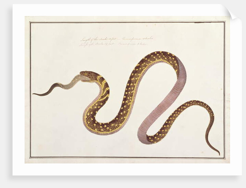 Large snake eating another by School Chinese