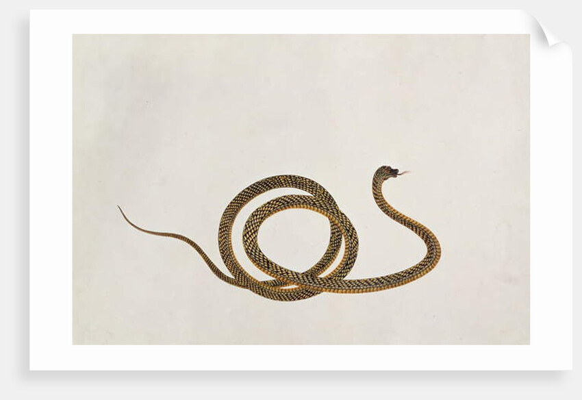 Oolur by School Chinese