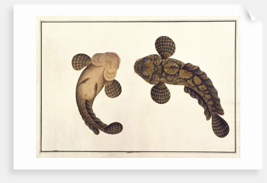 Oolur Sawa by School Chinese