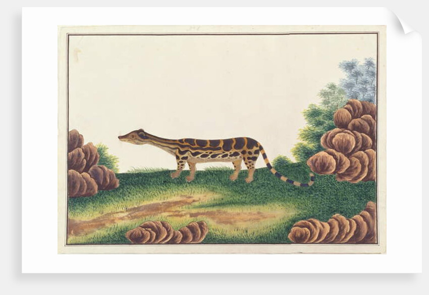 Banded Linsang by School Chinese