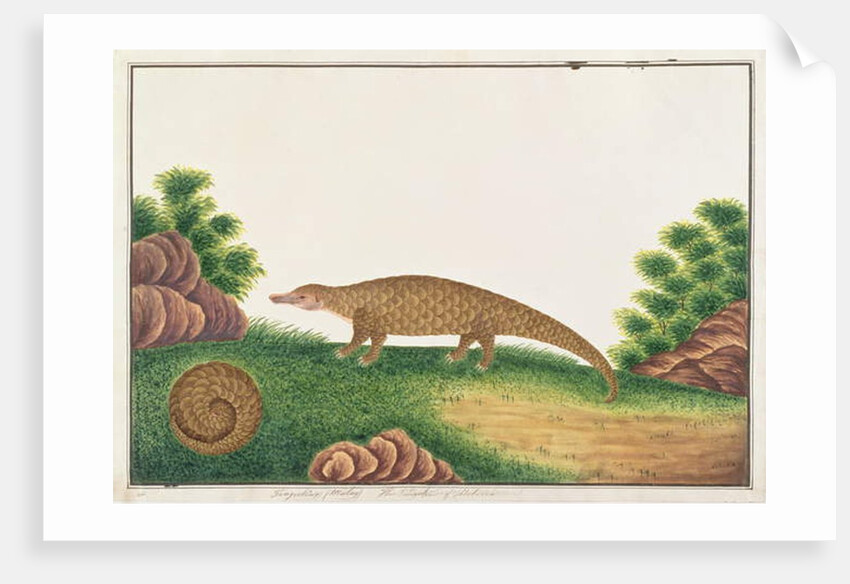 Sunda Pangolin by School Chinese