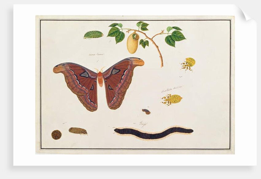 Six Arthropods by School Chinese