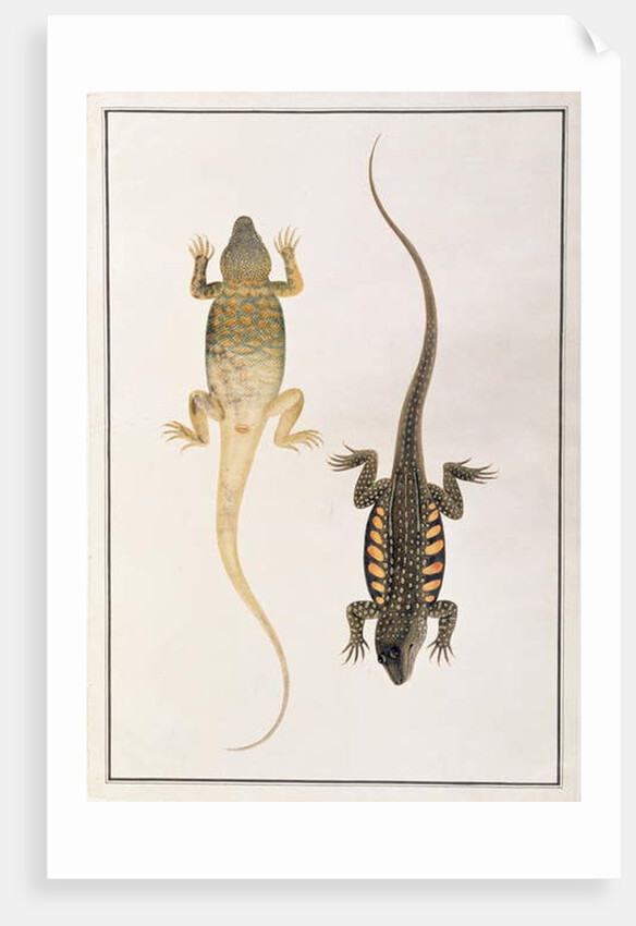 Reptiles by School Chinese