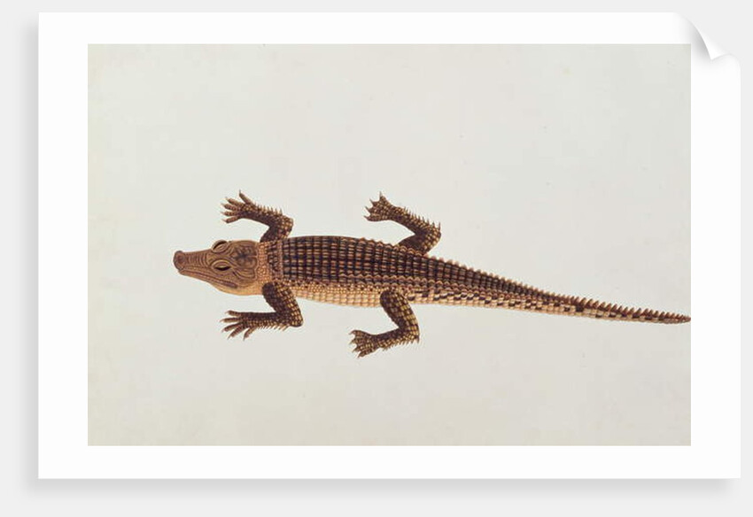 Boo-ay-ah Alligator by School Chinese