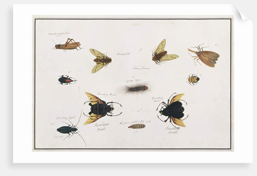 Bilalang Gambur, Cicada, Koombang Kerbo, Koombang Gajah, Scaraboeus Beetle, Ucanucang by School Chinese