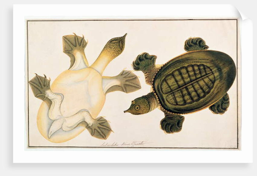 River Turtle, Labie Labu by School Chinese