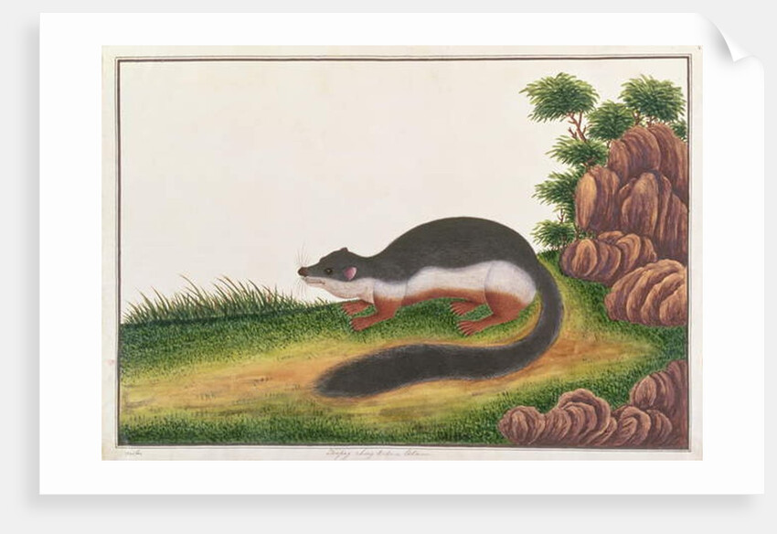 Prevost's Squirrel by School Chinese