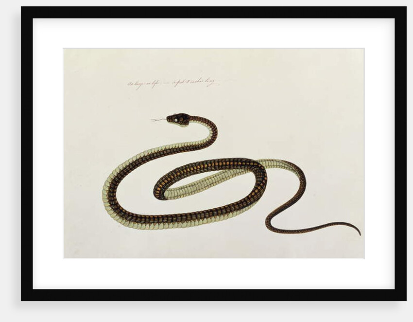Snake by School Chinese