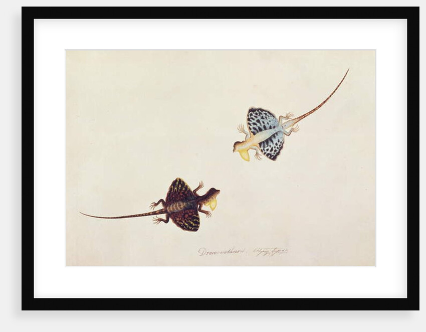 Flying Lizard, Draco volans, Soompah Soompah by School Chinese