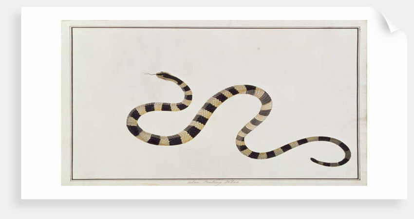 Ular Pontong Teboo by School Chinese