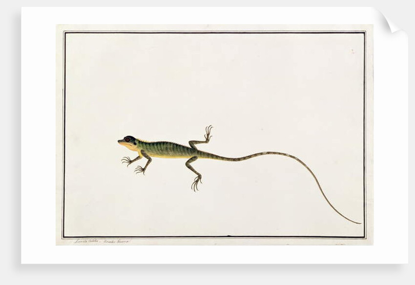 Asiatic Guana, Lacerta Calotes by School Chinese