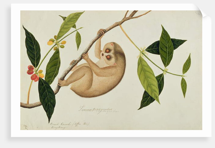 Lemur tardigradus, Booah Kawah Kong Kang by School Chinese