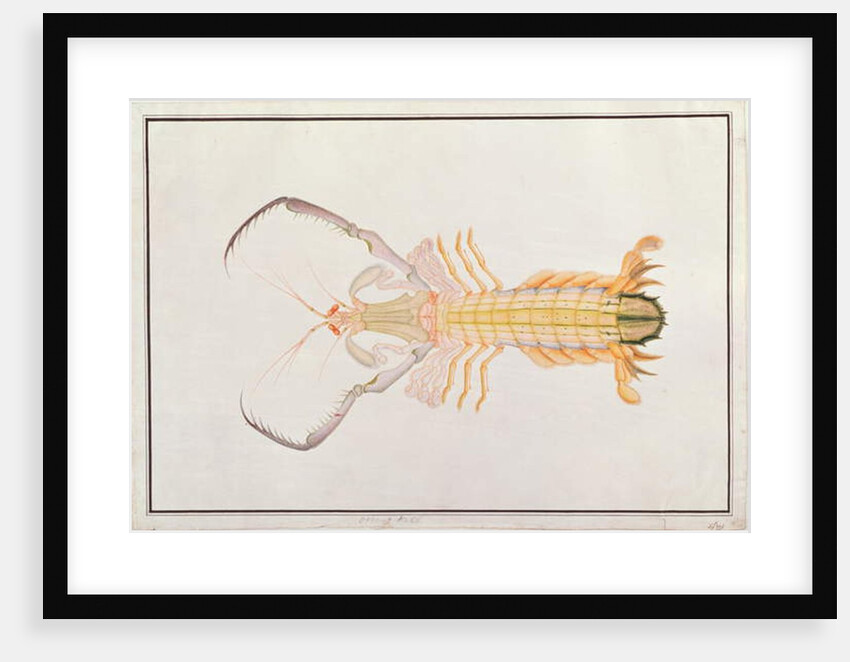 Mantis Shrimp by School Chinese