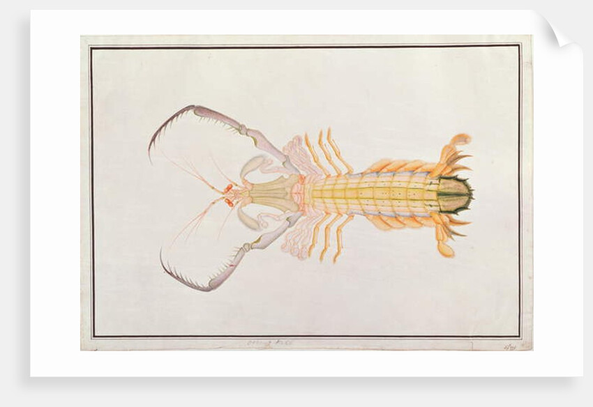 Mantis Shrimp by School Chinese