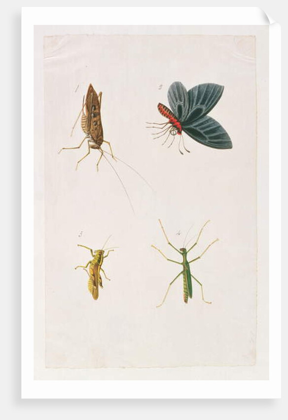 Four Insects by School Chinese