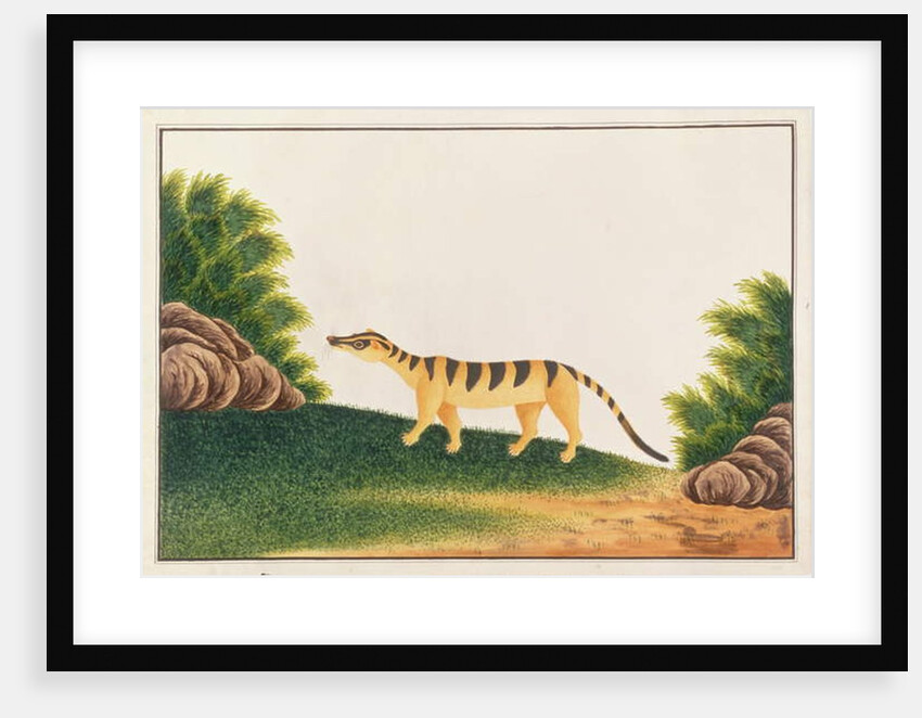 Banded Palm Civet by School Chinese