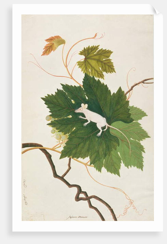 House Mouse by School Chinese