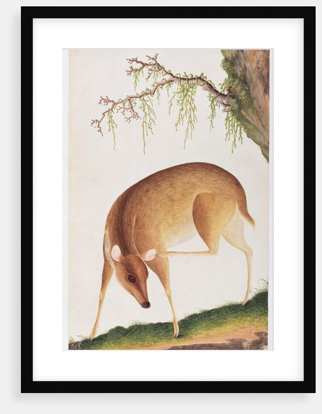Fawn by School Chinese