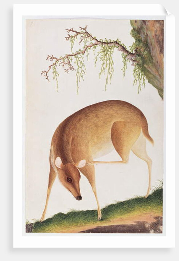 Fawn by School Chinese