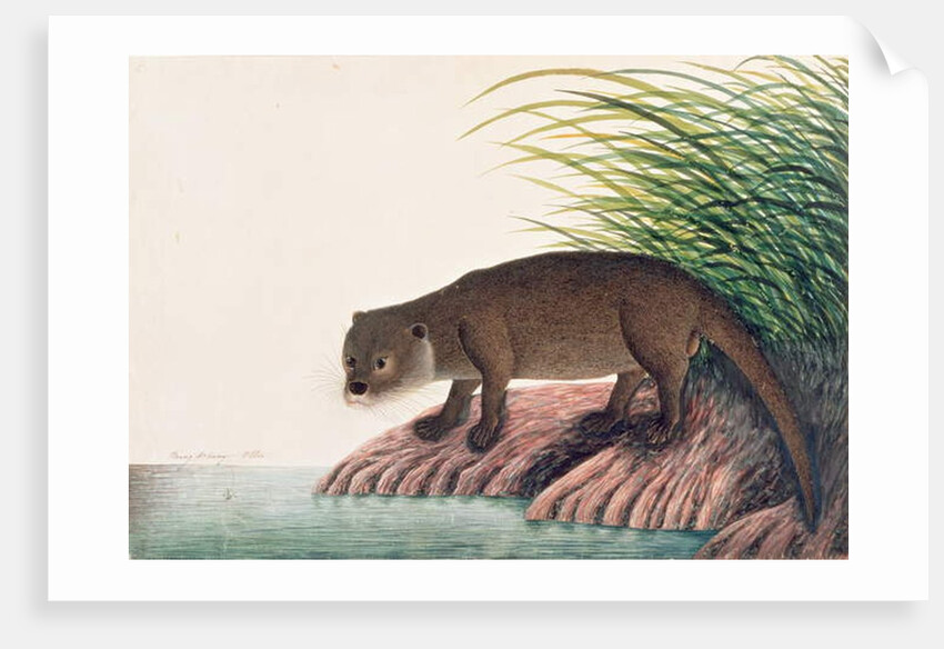 Otter, Brang-Brang by School Chinese