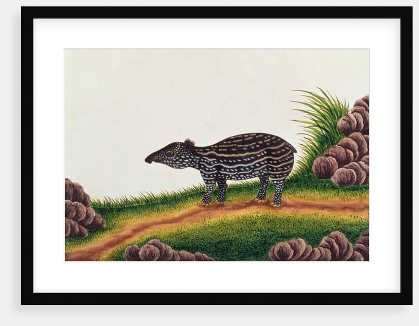 Young Tapir of Malacca by School Chinese