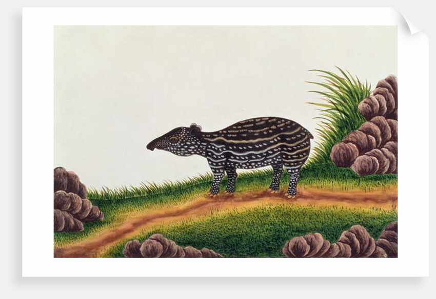 Young Tapir of Malacca by School Chinese