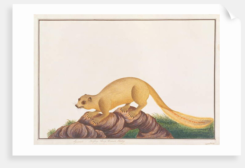 Cream-coloured Giant Squirrel by School Chinese