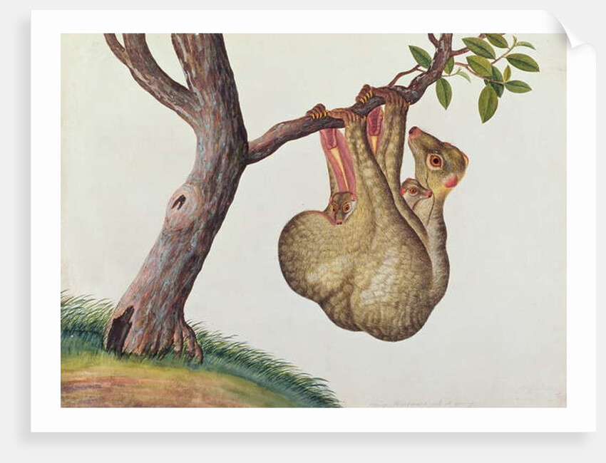 Flying Maucauco with its young by School Chinese