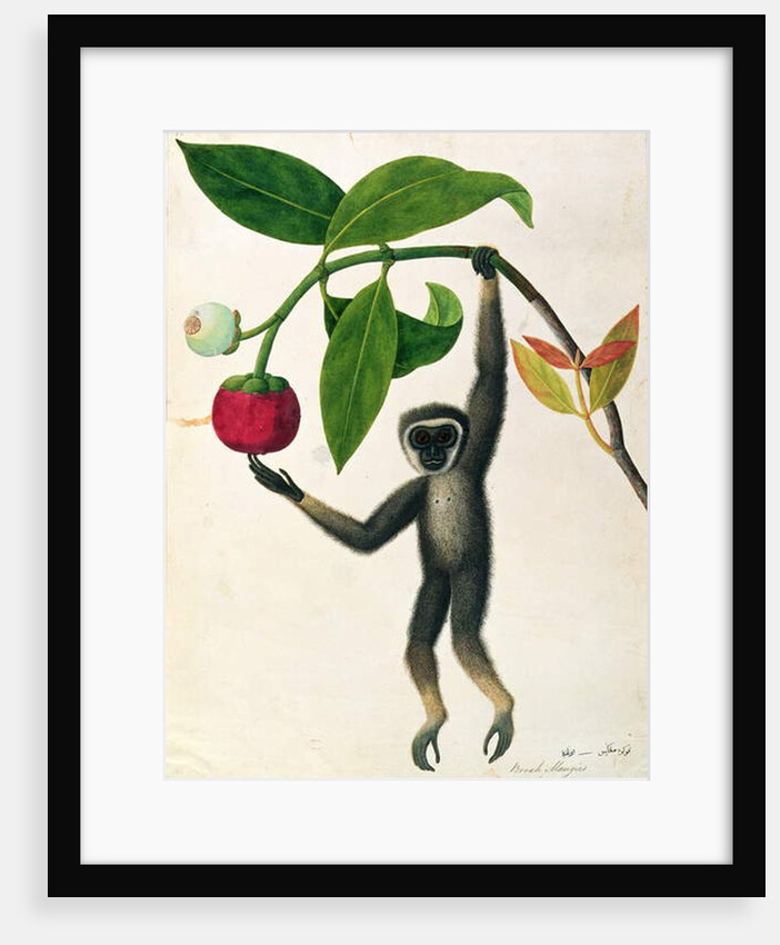 An Agile Gibbon or 'Black-Handed Gibbon' by School Chinese