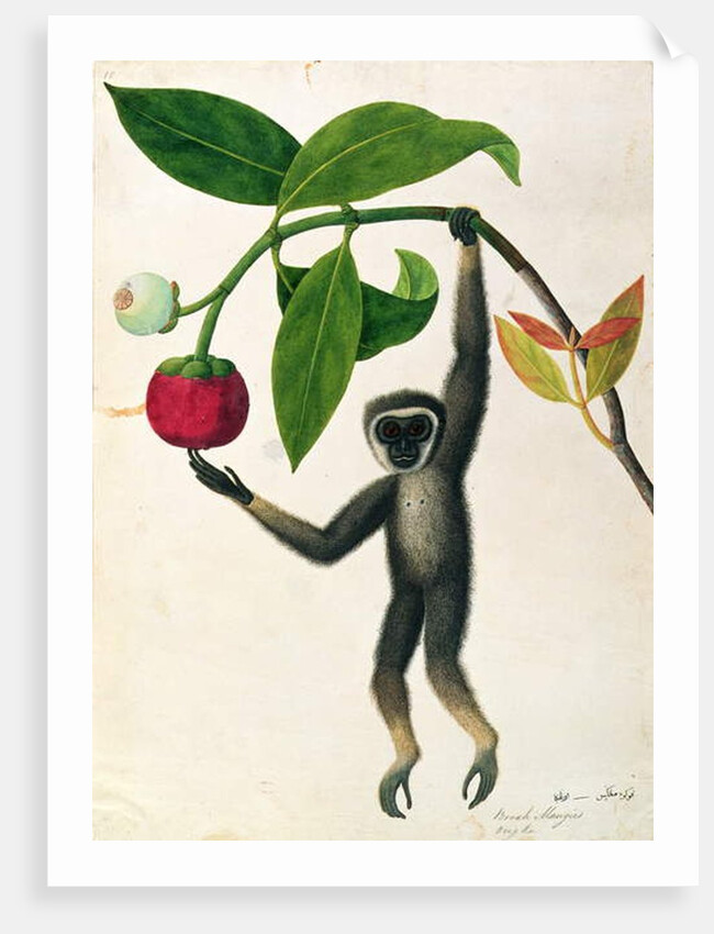 An Agile Gibbon or 'Black-Handed Gibbon' by School Chinese