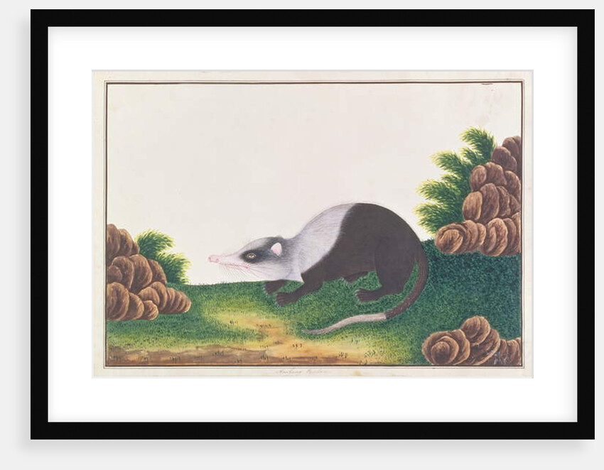 Moonrat by School Chinese