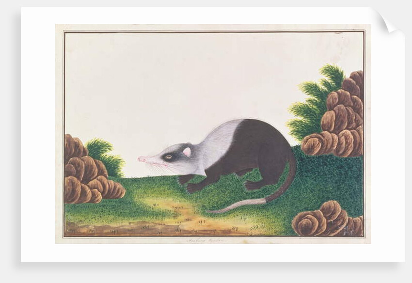 Moonrat by School Chinese