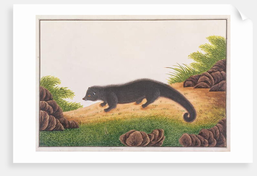 Binturong by School Chinese