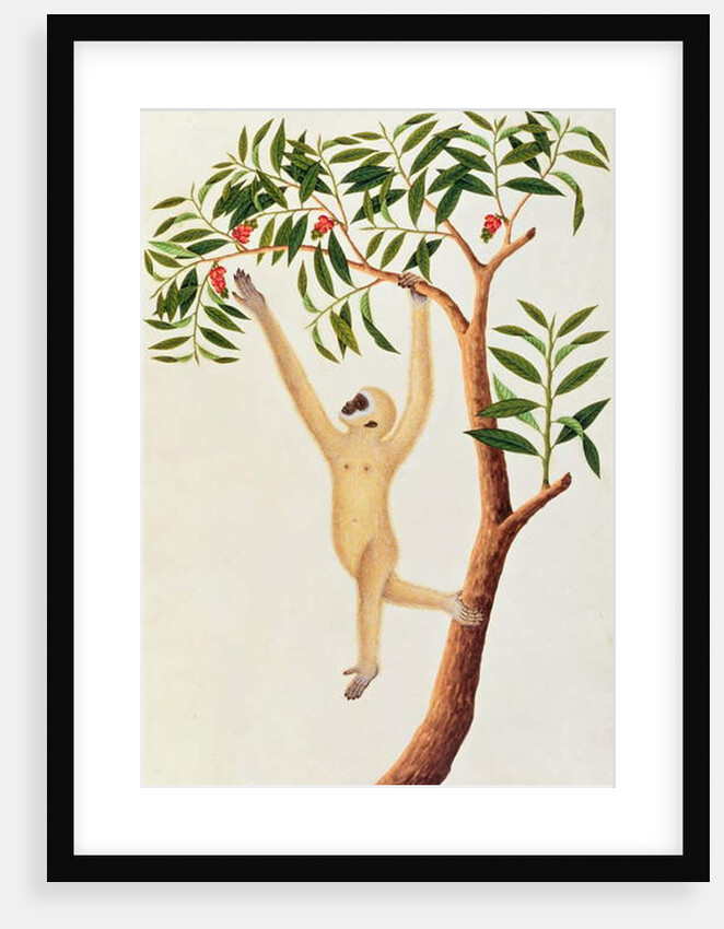 White Long Armed Ape, Ongka Pootre by School Chinese