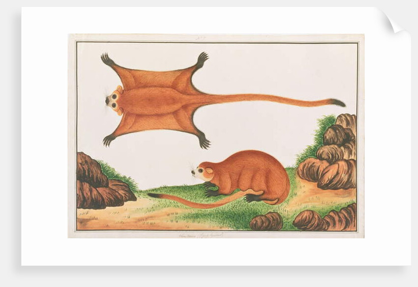 Red Giant Flying Squirrel by School Chinese