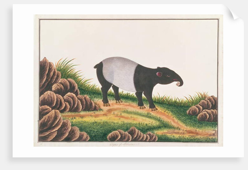 Malayan Tapir by School Chinese