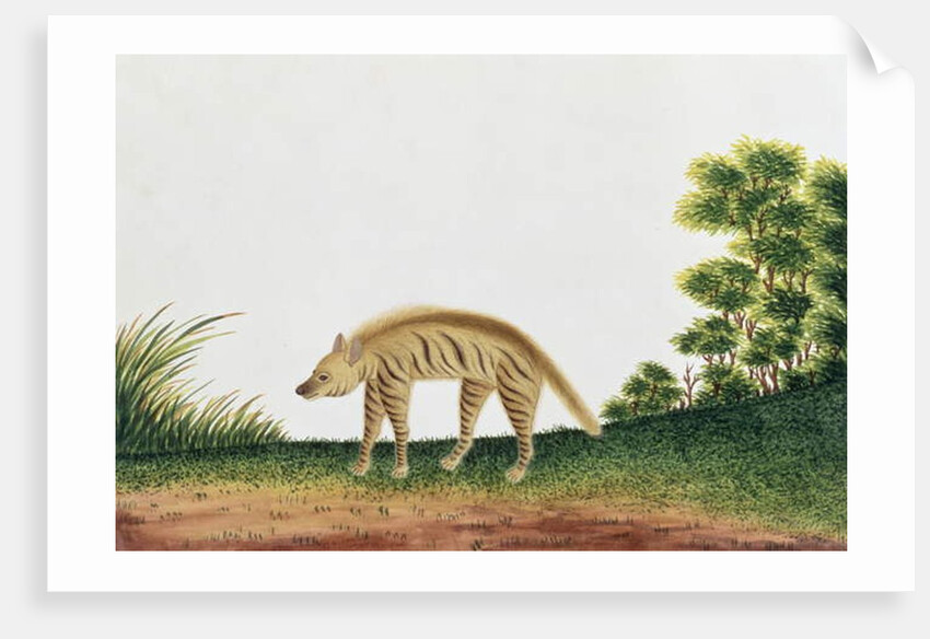 Hyena by School Chinese