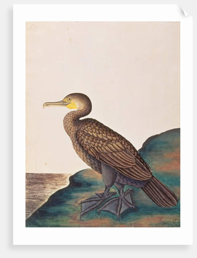 Great Cormorant by School Chinese
