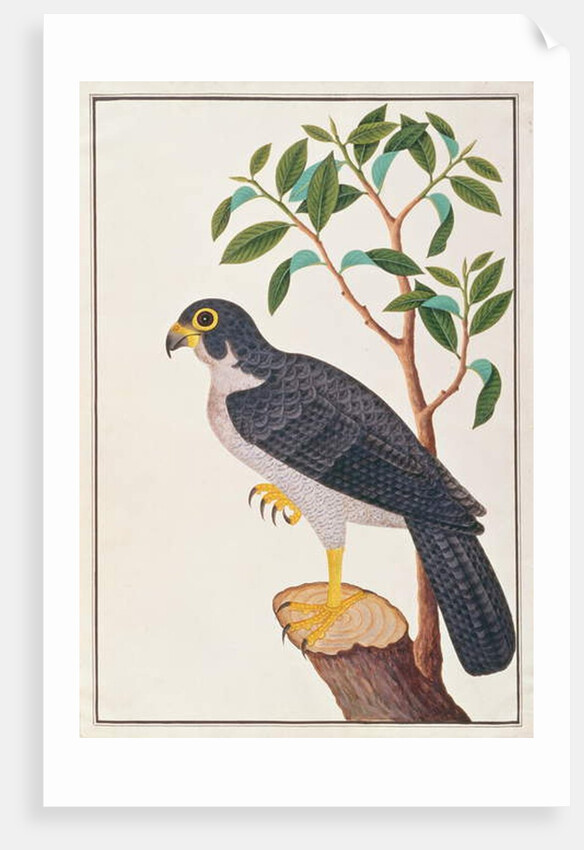 Peregrine Falcon by School Chinese