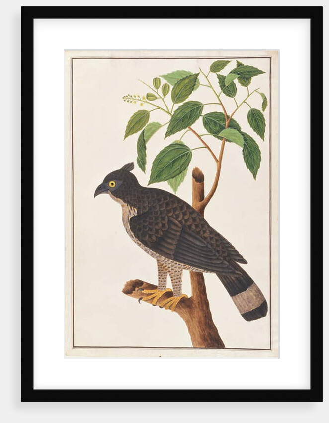 Blyth's Hawk Eagle by School Chinese