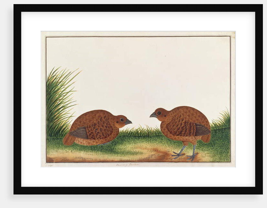 Black Partridge by School Chinese
