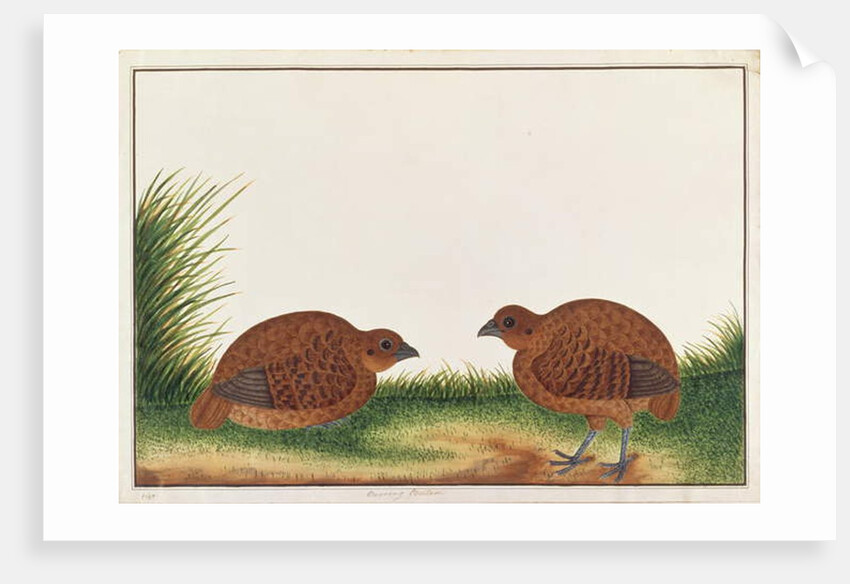 Black Partridge by School Chinese