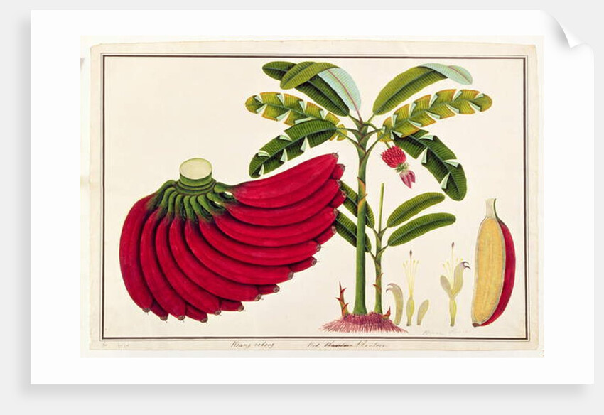 Red Plantain, Pisang oodang by School Chinese