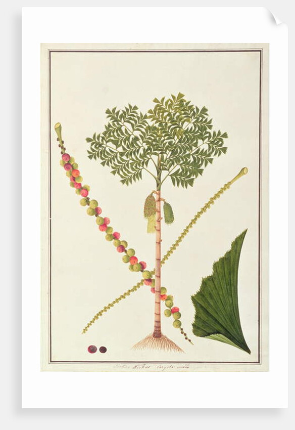 Fishtail Palm by School Chinese