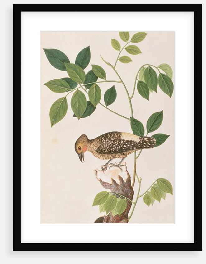 Buff-rumped Woodpecker by School Chinese