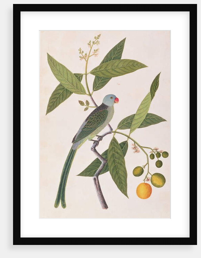 Parakeet by School Chinese